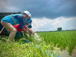 Electrifying Agriculture PLN, Bikin Biaya Operasional Petani di Pekalongan Jateng Hemat 80%
