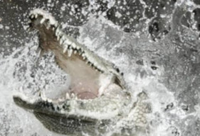 Dikira Pohon ternyata Buaya, Bocah 10 Tahun Tewas Diterkam