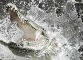 Cari Ikan, Pria Ini Dimangsa Buaya hingga Badannya Tercabik-cabik