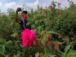 Jelang Ramadhan 1445 H, Petani Bunga Mawar di Jombang Kebanjiran Berkah
