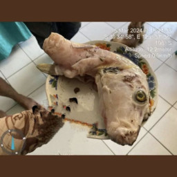 Ibu dan Dua Anaknya Meninggal usai Makan Telur Ikan Buntal yang Digoreng Sang Ayah