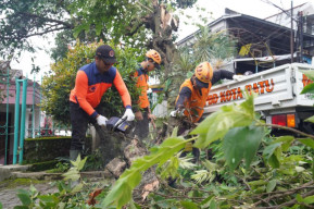 Akibat Angin Kencang, Sejumlah Pohon Tumbang dan Atap TPS Pasar Induk Among Tani Lepas