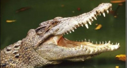 Asyik Buang Air Besar, Saharuddin Diterkam Buaya