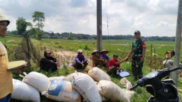 Monitoring Hanpangan, Danramil 09 Cibarusah Utus Babinsanya ke Desa Sukabungah