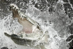 Cari Ikan, Kakek 82 Tahun Tewas Diterkam Buaya