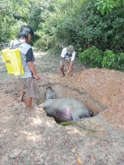 Hewan Ternak Kerbau di Kecamatan Rambutan Mati Mendadak