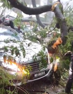 Pohon Tumbang Timpa Dua Mobil, Pria 47 Tahun Tewas