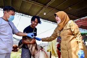 Buka Lapak Hewan Kurban di Surabaya Wajib Dilengkapi SKKH dan Rekomendasi DKPP