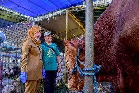 Pemkot Surabaya Lakukan Pengecekan Hewan Kurban, Pastikan Kesehatan dan Miliki Rekomendasi DKPP