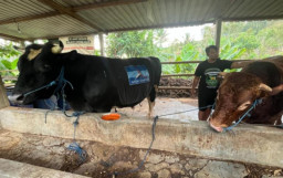 Capai Bobot 1 Ton Lebih, Dua Sapi Monster Asal Ponorogo Ini Diborong SBY