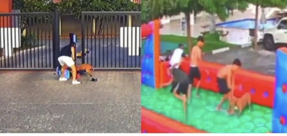 Anjing Pit Bull Galak Serang Anak-Anak hingga Petugas Keamanan