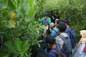 Terlengkap se-Indonesia, Kebun Raya Mangrove Surabaya Miliki 59 Jenis Koleksi Tanaman