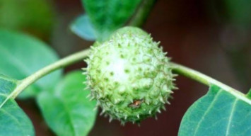 Mabuk Kecubung,  Shincan Terjun Enam Kali ke Sungai Martapura