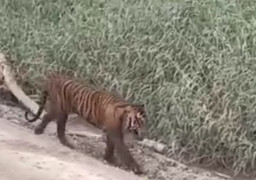 Pamit Pipis, Pria Ini Diserang Harimau hingga Badan dan Kepala Terpisah