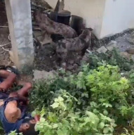 Maling Luka Parah Dikeroyok 3 Anjing Galak