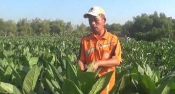 Petani Tembakau di Jombang Dihantui Hama Ulat