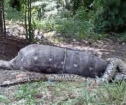 Seorang ibu di Palopo Tewas Dimakan Ular Piton