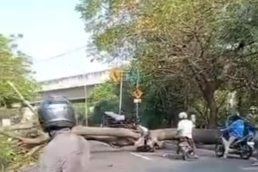 Tak Ada Angin Tak Ada Hujan, Pohon Tumbang Timpa Pasutri di Daan Mogot