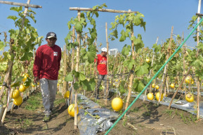 Pemkot Surabaya bersama Kelompok Tani Sendang Biru Made Panen Raya 2 Ton Golden Melon