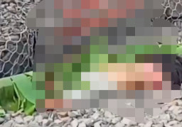 Mr. X Tewas Tertabrak Kereta Api di Keturen Kota Tegal