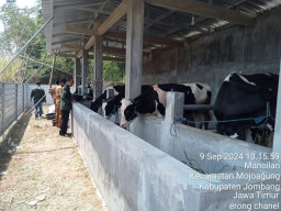 Pengadaan Bibit Sapi di Jombang, Diduga Salahi RAB, Dibelikan Sapi Perah Jantan hingga Mark Up Harga