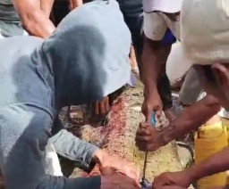 Pamit Mancing, Yasmin Tewas Dimangsa Buaya Muara