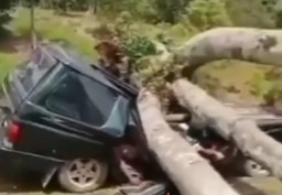 Mobil  Tertimpa Pohon di Kebun Durian di Sumut, 3  Tewas