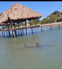 Cari Siput Laut, Fernando Digigit Hiu Sepanjang 2 Meter