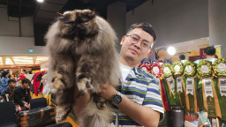 Ratusan Kucing Kontes di CFA International Cat Show