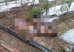 Seorang Pria Tewas Diduga di Sambar Petir di Area Perkebunan