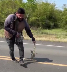 Selamatkan Kadal, Pria Ini Ditabrak Mobil hingga Terlempar