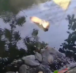 Mayat Mengapung di Aliran Sungai Jalan A Yani, Hebohkan Warga