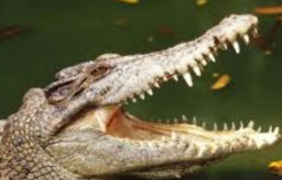 Asyik Mancing, Yana Diserang Buaya hingga Tewas