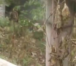 Mayat Wanita Bercelana Hitam Tergeletak di Bawah Jembatan Losari Brebes