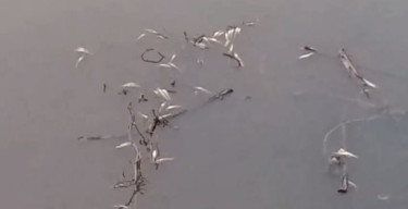 Sungai Gasing Kecamatan Talang Kelapa Terpapar Limbah, Bau Busuk, Ikan Mati dan Air Gatal di Pemukiman