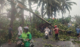 Waspada Hujan Lebat, Pohon Tumbang Hingga Ganggu Akses Jalan Melanda Kawasan Badung