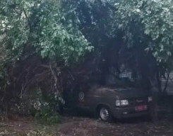 Pohon Beringin Setinggi 10 Meter, Ambruk Menimpa Mobil Satpol PP Surabaya di Jalan Bintoro
