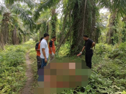 Jasad Janda Ditemukan di Perkebunan Sawit, Diduga Korban Pembunuhan