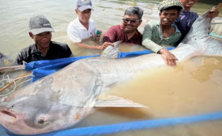 Ikan Lele Sepanjang 2 Meter dan Berat 130 kg Ditemukan di Sungai Mekong