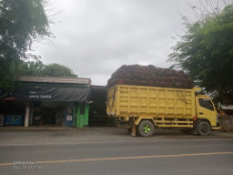 Kepala Desa Lalapin Keluhkan Angkutan Sawit PT. JMS yang Melebihi Kapasitas