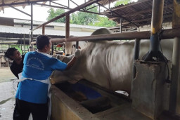 DKP3 Pastikan Tidak Ada Kasus PMK pada Hewan Ternak di Kota Depok