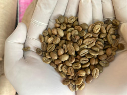 Kopi Sumsel Diminati Australia dan Malaysia