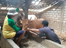 Percepat Penanganan PMK, Dispertahankan Mulai Vaksinasi Sapi