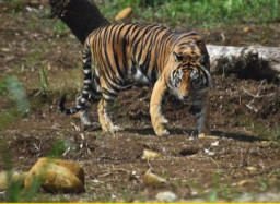 Harimau Sumatera Berkeliaran di Perkebunan Warga Desa Air Betung Jambi