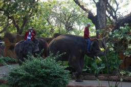 Momentum Libur Panjang, 66.000 Wisatawan Kunjungi Kebun Binatang Surabaya