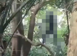 Mayat Pria Ditemukan Tergantung pada Pohon di Punden Masin Kudus