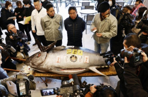 Tuna Raksasa Seberat 276 Kg,  Terjual Rp 20 Miliar