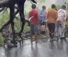 Pohon Sono Tumbang di Jalan Raya Juanda Sidoarjo Timpa Pengendara Motor