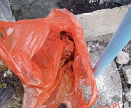 Bayi Dibungkus Tas Plastik lalu Dibuang ke Selokan