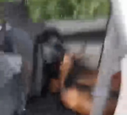 Angkut Kambing Curian, Mobil Terperosok